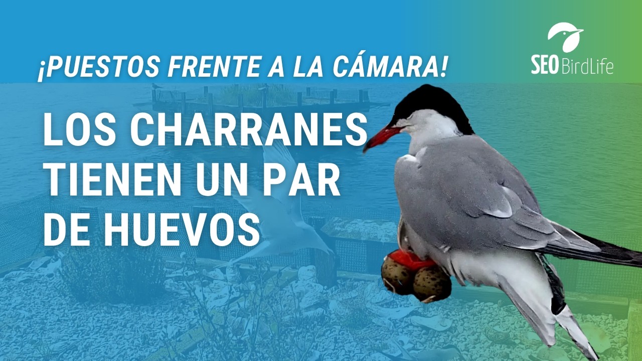¡DOS HUEVOS! 🥚🥚 · Charrán común · Reserva Ornitológica MARISMAS DE ASTILLERO, Cantabria.