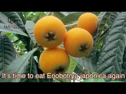 Eriobotrya Japonica ( An Amazing Speciality Fruit from Suzhou )