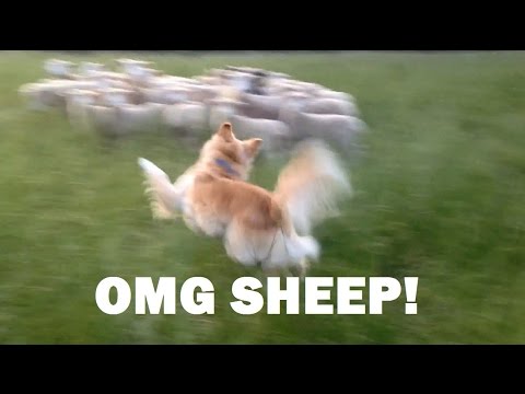 download lagu mp3 mp4 Dexter Sheep, download lagu Dexter Sheep gratis, unduh video klip Download Dexter Sheep Mp3 dan Mp4 Full Gratis