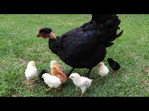 Galinha chocando, veja o nascimento dos pintinhos!