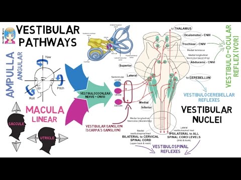 INSTANT NEURO - Vestibular Pathways