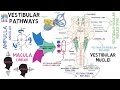 INSTANT NEURO Vestibular Pathways