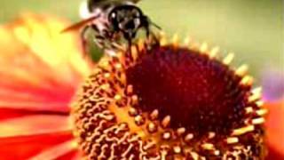 Milosh - Remember The Good Things (dir : ku )