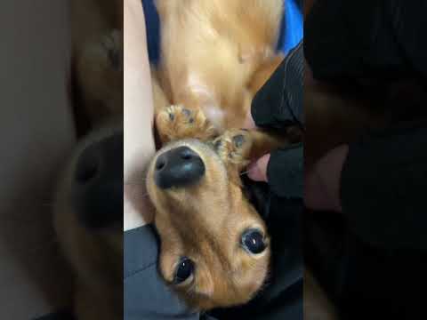 ジェリーパンツが胴長すぎる