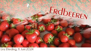 Erdbeeren Juni 24