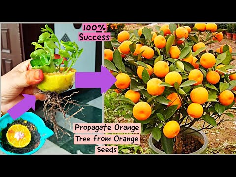 , title : 'New Idea: How To Grow Orange Tree From Seeds With Natural Rooting Hormone| Grow Orange Tree| Garden'