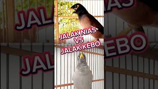 Download lagu Burung jalak nias vs jalak kebo #jalak #burung #suara #kicaumania #birds mp3 Download lagu Burung jalak nias vs jalak kebo #jalak #burung #suara #kicaumania #birds mp3