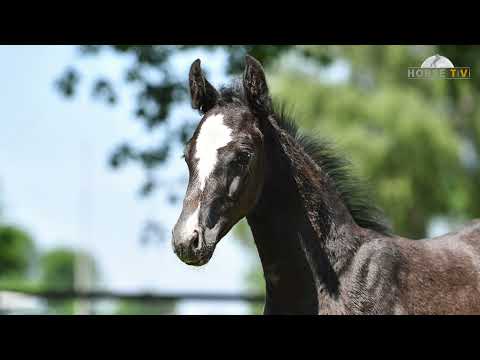 HF von Donier-Sir Calypso - sold