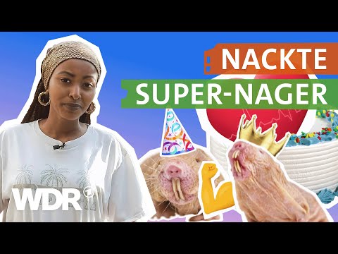 Warum Nacktmulle für die Wissenschaft so spannend sind | neuneinhalb | WDR