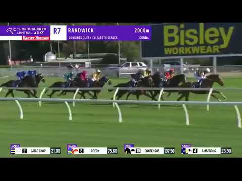 Winx Wins Queen Elizabeth Stakes   Winx   YouTube