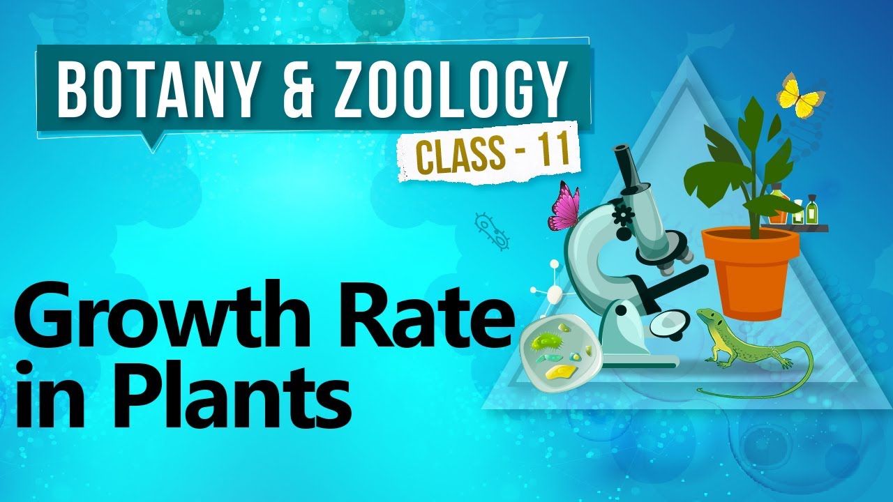 Growth Rate in Plants - Plant Growth and Development - Biology Class 11