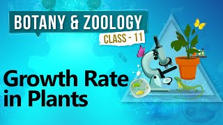 Growth Rate in Plants - Plant Growth and Development - Biology Class 11