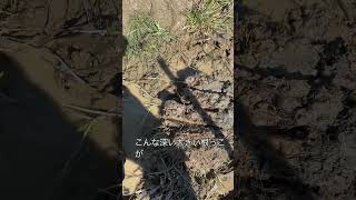 あぜぬり　#参政党 #津幡町