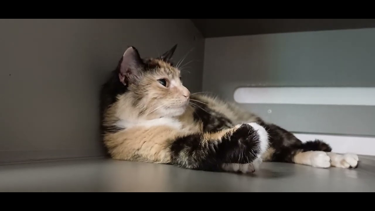 Biscuits, a ADOPTABLE Domestic Short Hair in Renton , WA video 5/6