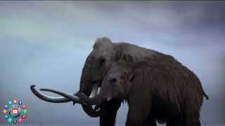 Baby Woolly Mammoth from Ice Age found in Yukon Canada