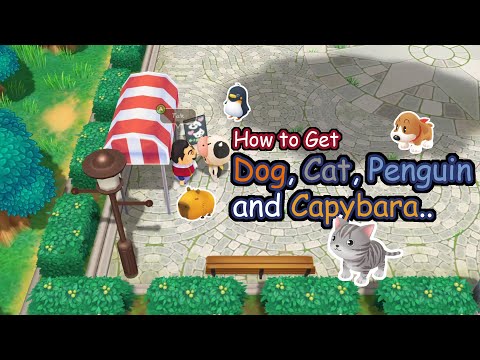 How to get Dogs, Cats, Penguin, and Capybara | Story of Seasons Friends of Mineral Town