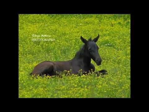 MATA PAVIĆ & MVS ''BEĆARINE'' - Sokolu za dušu