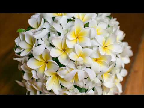 VASEMACA LOLOU                                   by VOQA KAMICA KEI KOILAGI VOL1