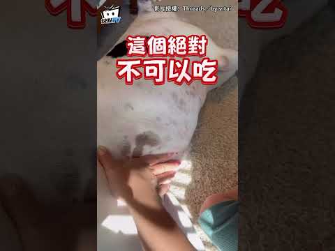 【狗生好難】娃摸比特犬「瞄準奶頭」想吸！ 媽急制止：絕對不可以😵 #shorts