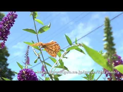 庭のヒョウモンチョウの仲間