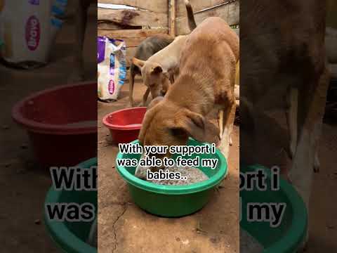 They feel pain too&hellip; don&rsquo;t scroll past. #adoptionrocks #adopteddog #adoptionrocks #adopteddog