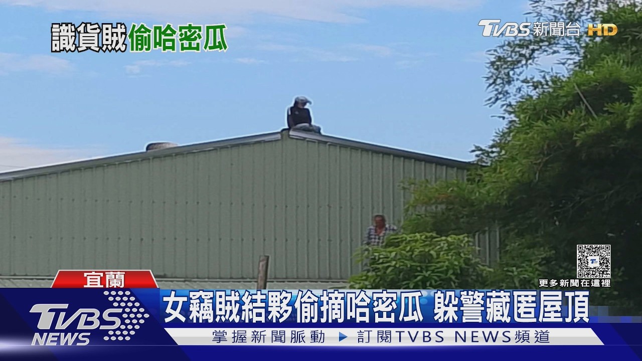 偷哈密瓜被抓包!女竊賊「爬屋頂躲藏」仍遭逮 瓜農心血全毀