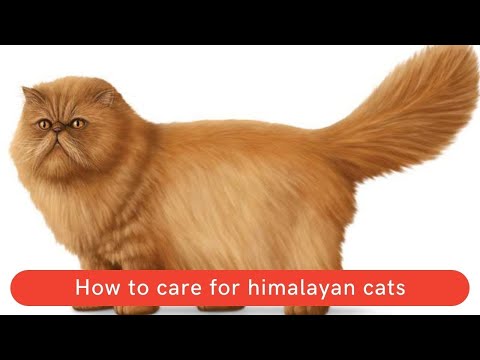 How to care for himalayan cats || Himalayan cats care || Himalayan cat care
