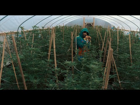 Sinko ft Flaco G - Legalizados (Vídeo Oficial)