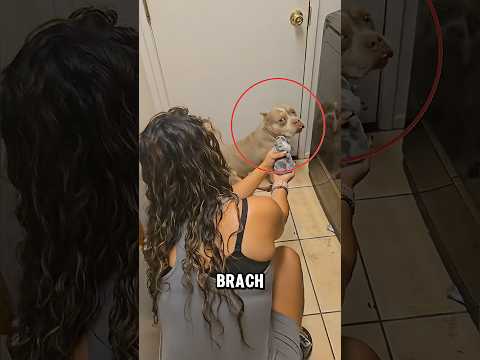 Dieser Hund macht etwas UNERWARTETES😱 (@srtslug)