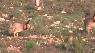 Put Safety First for the Lesser Prairie-Chicken
