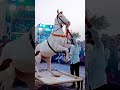 Horse Dance Chunni Me Wala Nach ️‍