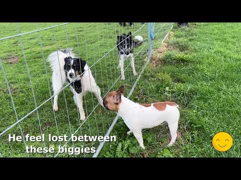 😂 🤣 Run Run Run : Niku