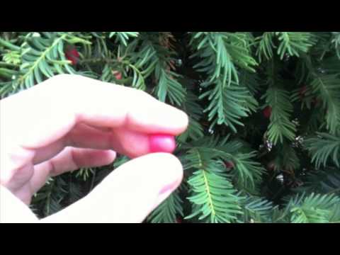 Wild & Roh - Folge 4: Die Eibe - Gefährlich und Lecker