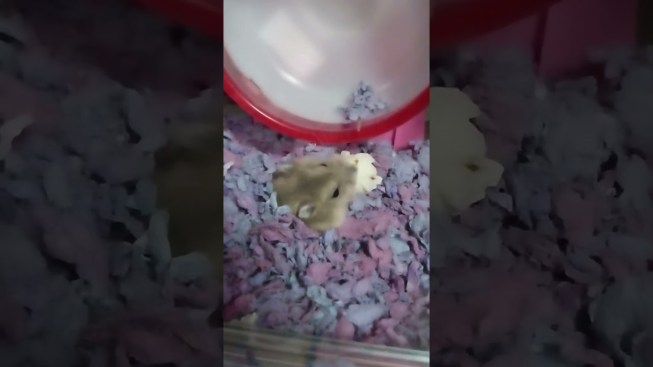 ポップコーンを食べるハムスター