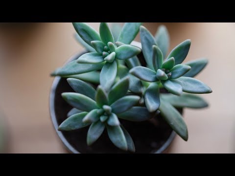 Creating faux drainage for succulents — Plant One On Me — Ep 029