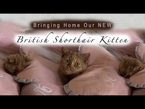 Bringing Home Our British Shorthair Kitten♡