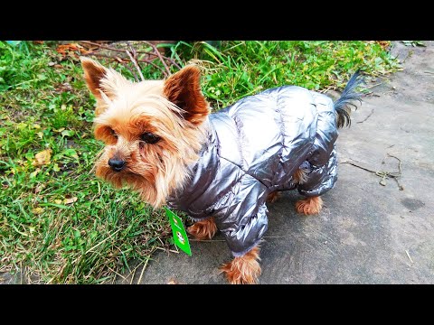 Теплая куртка для собак PET ARTIST / Warm dog jacket PET ARTIST