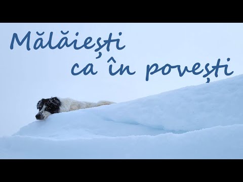 Muntii Bucegi: Poveste de iarna la Cabana Malaiesti