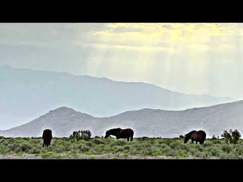 Smilodon hunting techniques, hunting horse.