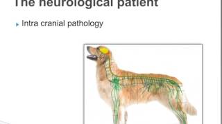 Anaesthesia of the MRI Patient from a Vet Nurse’s Perspective - Karen Church