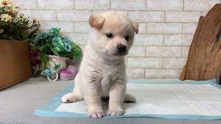 Video preview image #1 Shiba Inu Puppy For Sale in CHICAGO, IL, USA