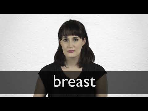 BREAST Synonyms  Collins English Thesaurus