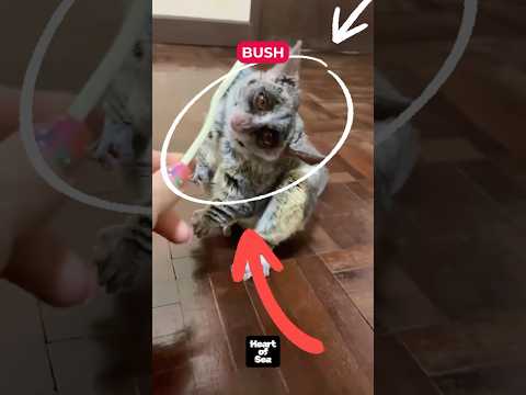 Mysterious Night Jumper Galago