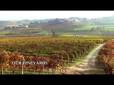 MASSUCCO FROM VINE TO WINE