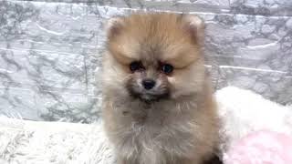 ポメラニアンの動画01