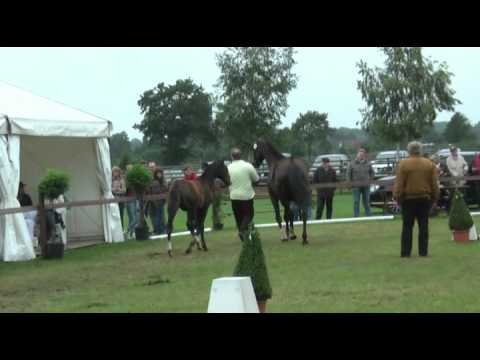 Sudweyher Fohlenschau 2011 - Kat.-Nr. 18: Hengstfohlen v. Diarado - Graf Grannus - Argentan