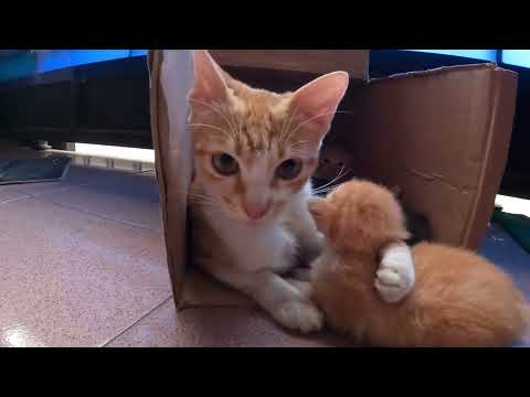 Cute baby #kittens :  Why do mother cats lick their kittens?