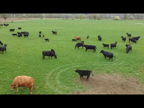 Die Kühe dürfen nach dem Winter wieder auf die Weide.