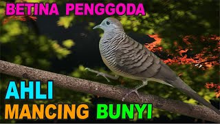 Download lagu Perkutut BETINA memanggil jantan dari alam bebas berani PUTAR nyaut mp3