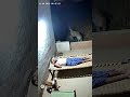Tiger Attack On A Man In India Shorts Viral